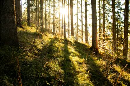 Wald Natur Umwelt Klima.jpg